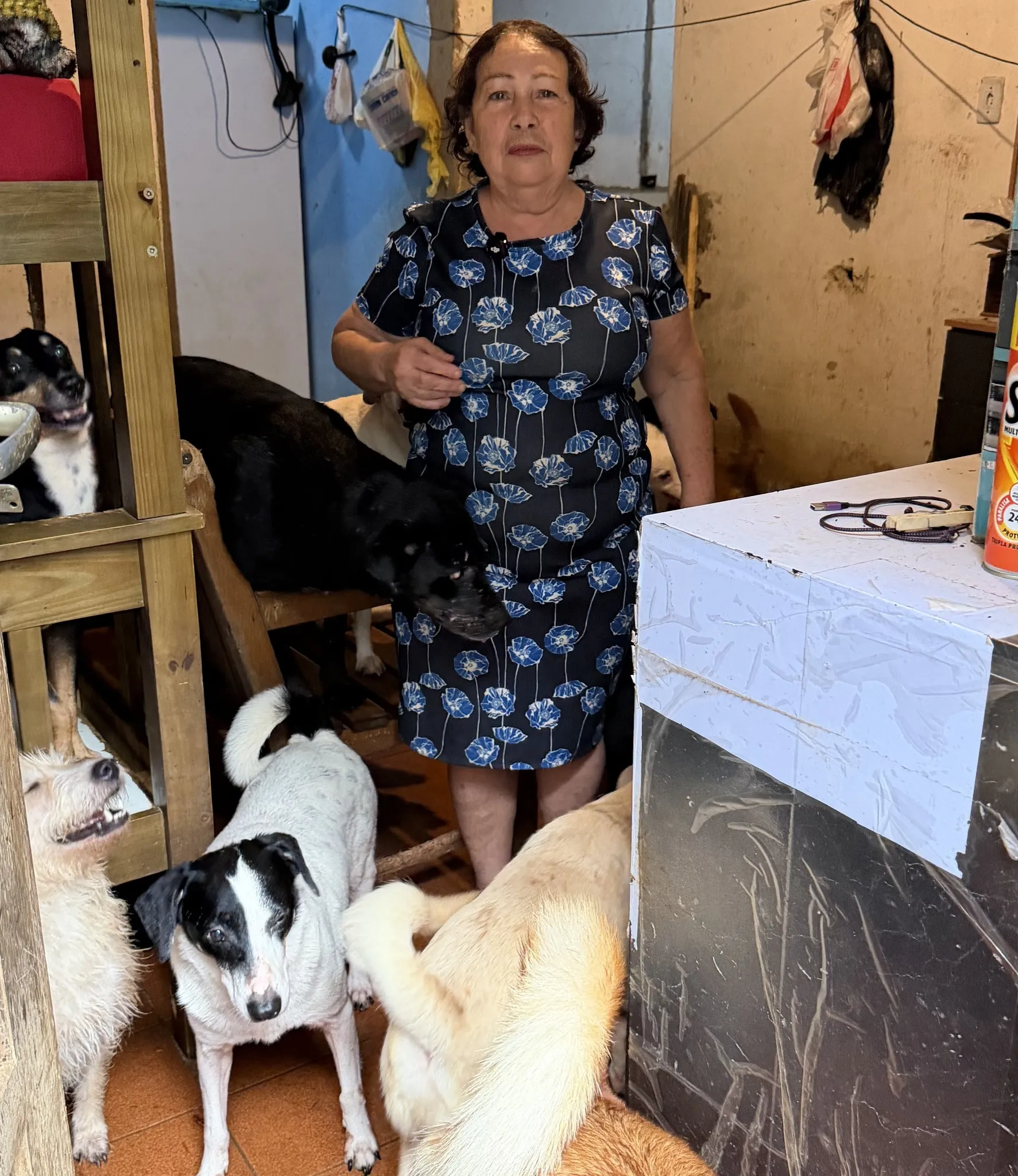 Cão olhando para a câmera